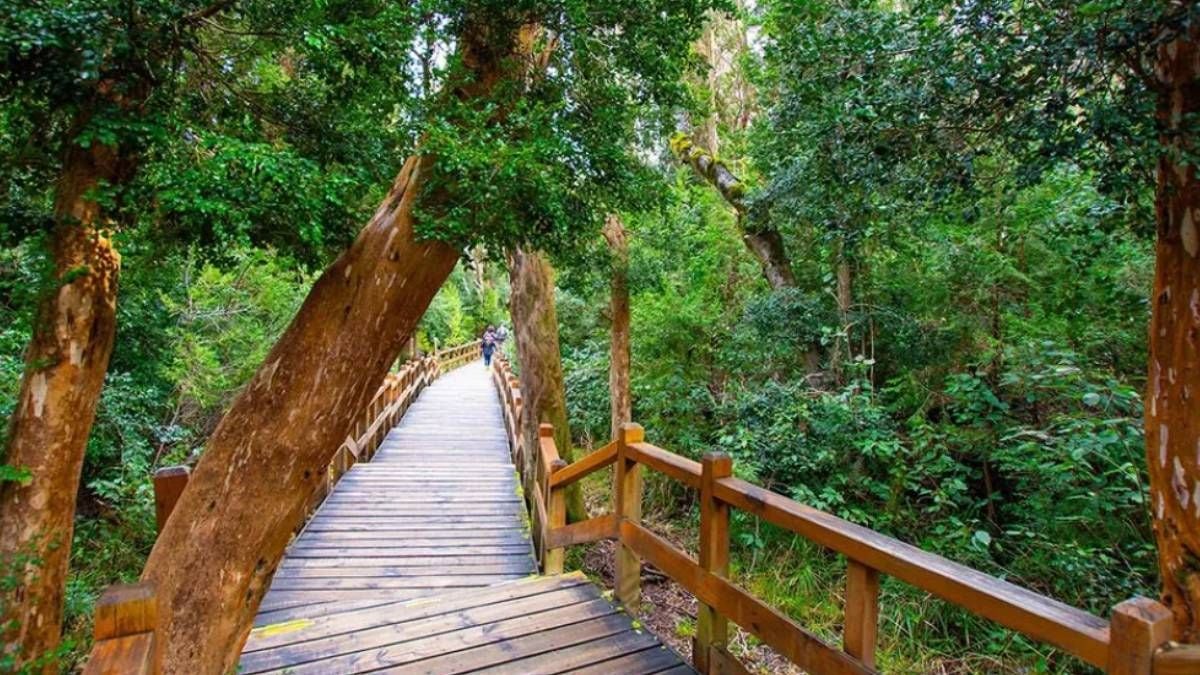 La peninsula de Quetrihue, un bosque de canela y agua quieta a 470 kilometros de la capital neuquina