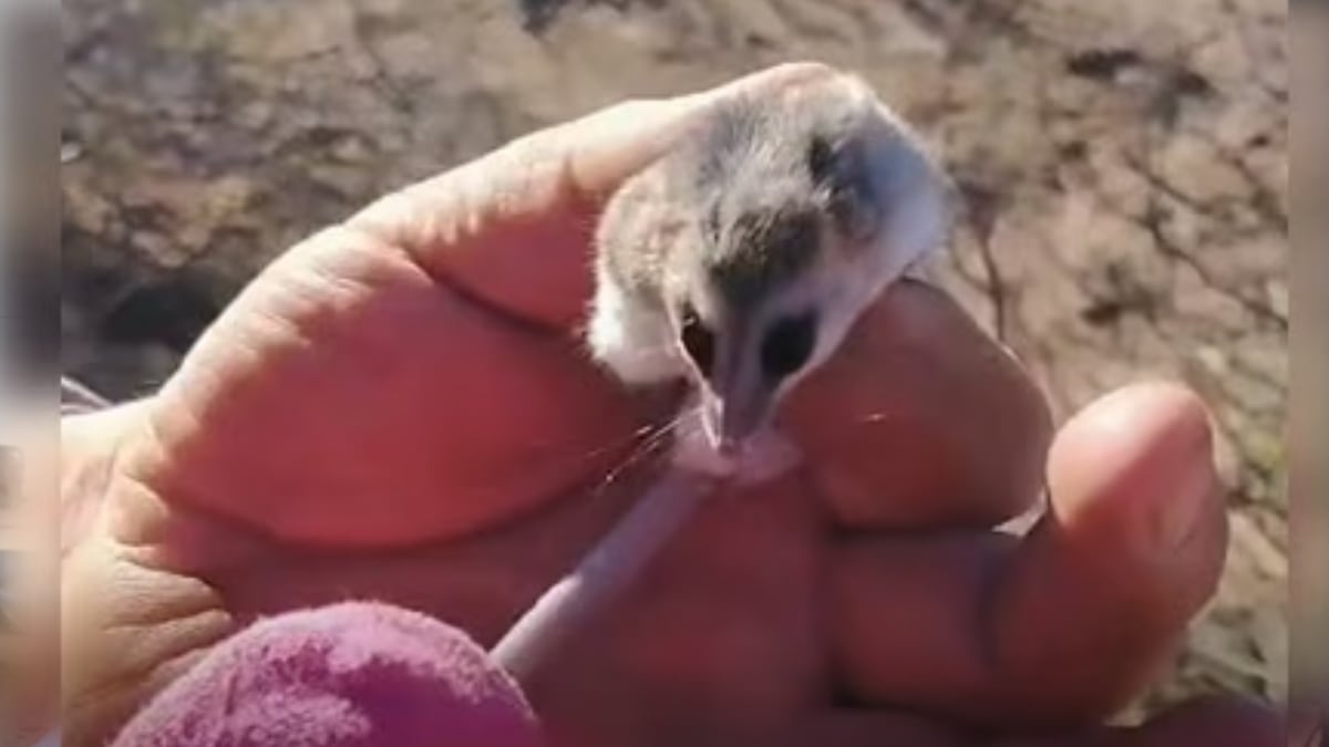Un bulto entre la leña y la lección que dejó en Cutral Co: cuando la fauna silvestre se cruza en la casa