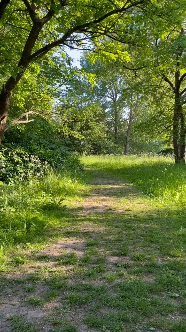 El arte de perderse entre los árboles: por qué caminar lento entre el verde le hace bien al cuerpo