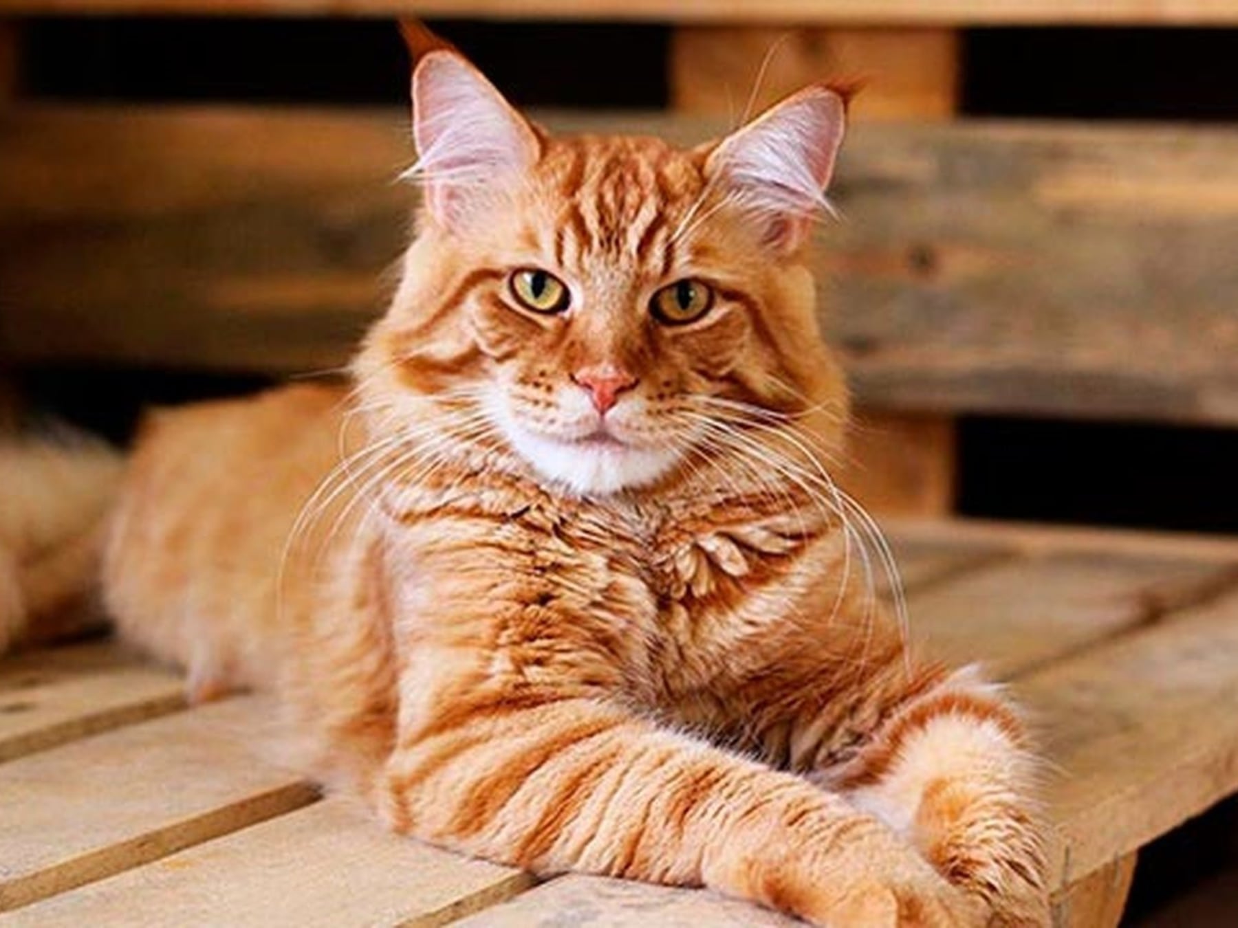 La marea silenciosa de los gatos en las cocinas porteñas: por qué cada vez más argentinos eligen compartir el departamento con un felino