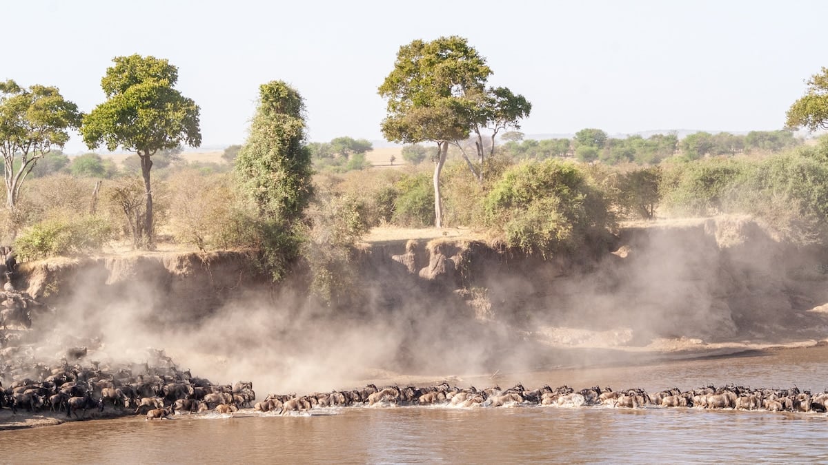 Mil kilómetros de sabana: cómo se recorre el norte de Tanzania sin perder de vista la vida silvestre