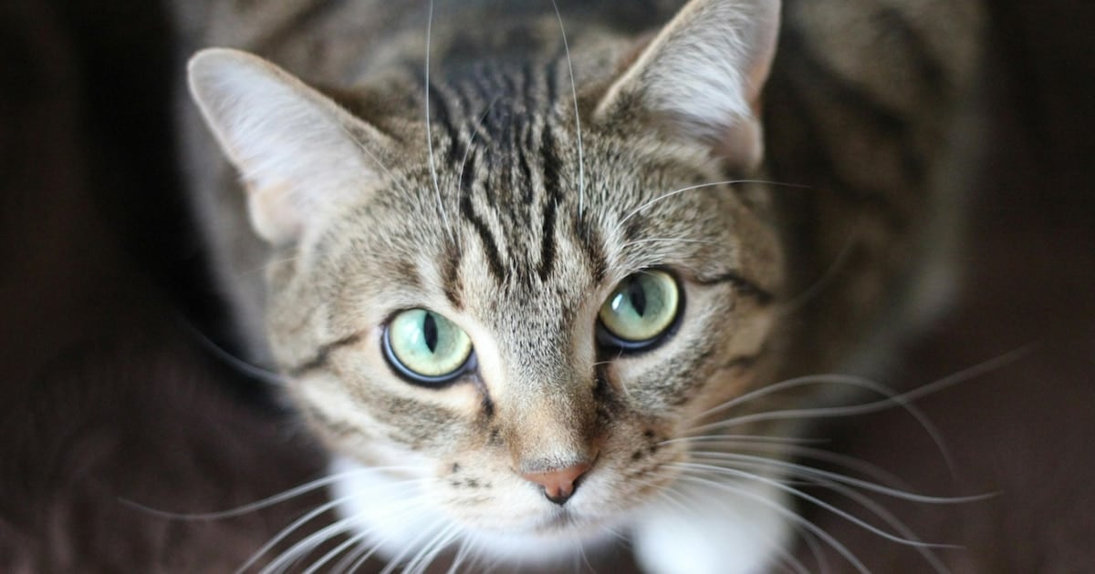 Un parásito silencioso en la caja de arena: qué hallaron en miles de gatos y por qué importa en la casa
