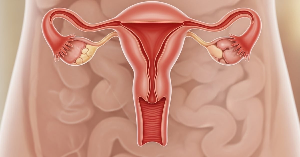 Lo que el ovario sigue haciendo mucho después de la menopausia: proteínas que cambian, vida que sigue