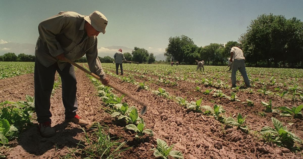 Los cosecheros temporarios del agro conservan por un año más el piso de las asignaciones familiares