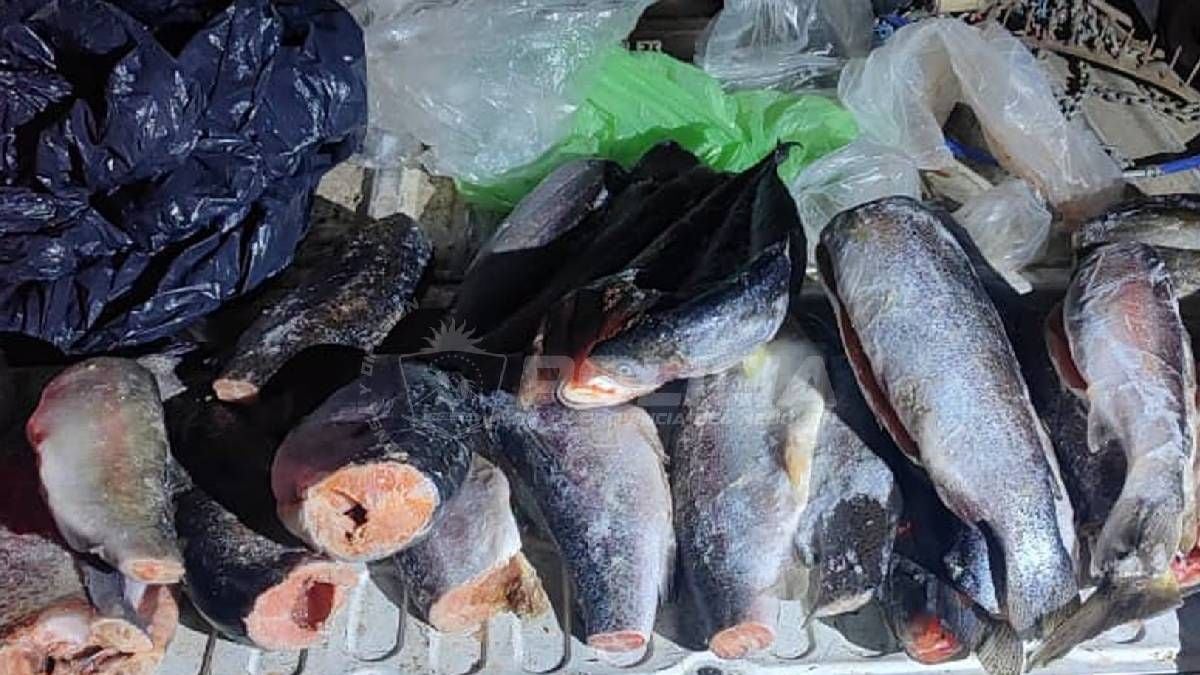 Antes de noviembre en la cuenca: la ventana corta que Piedra del Águila y Alicurá le abren al pescador que no quiere esperar